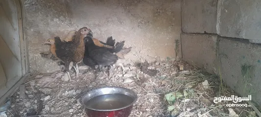  5 دجاج بلدي للبيع