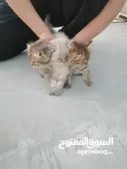  3 قطط مكس شانشيلا على شيرازي على سكوتش فولد... صغار... صحتهم ممتازة.... ذكر وانثايتين
