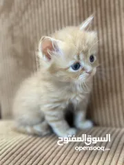  20 قــطــط لــلــبــيــع