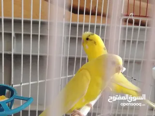  5 جوز حب تحتيه 6 بيضات مع القفص