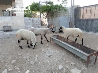  1 خرفان أضاحي قبرصي للبيع