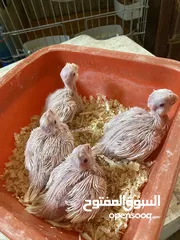  1 بسم الله ما شاء الله