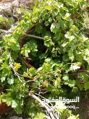  2 زراعه وصيانه الحدائق والمزارع