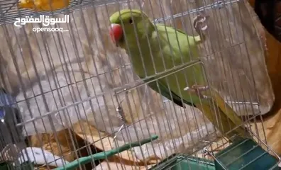  1 ببغاء دره مطوق