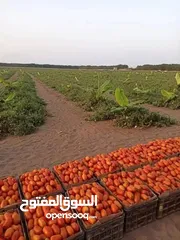  2 Hybrid tomato seeds are the best