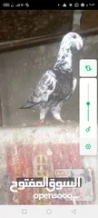 1 مطلوب طيره هومراي بيضاء