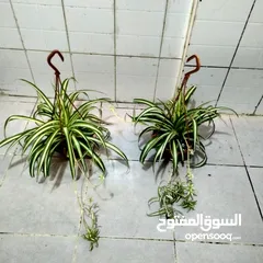  28 indoor airpurify plants