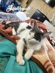  2 Cat for free adoption