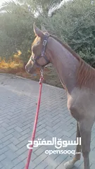  1 مهر سنتين ونص