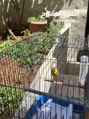  3 ثلث حبات كنار