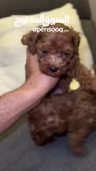  2 توي بودي toy poodle