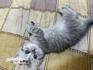 5 سكوتش فولد وستريت