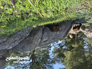  2 صيدلية قائمه للبيع