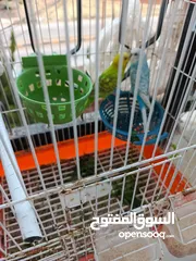  10 جوزين حب بسعر مغري