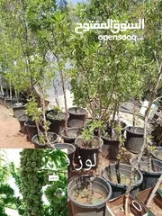  26 مشاتل الرويال لزراعه ومتابعه الاشجار