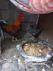  2 دجاج عرب ديج ودجاجه