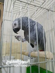  2 فرخ كاسكو للبيع
