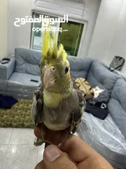  5 طيور كوكتيل للبيع