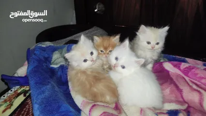  7 قطط شيرازي هيمالايا
