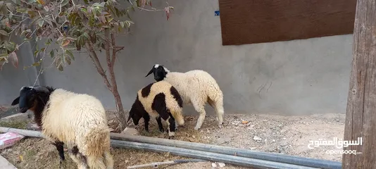  3 خروف صغير للبيع