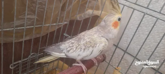 10 صلي على نبي طيور كوكتيل  للبيع مشكل الأعمار ونظافه وصحه  عنوان  طبربور ابو عليا