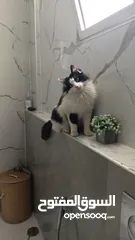  1 قط مكس  مع الأغراض