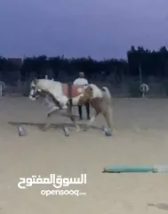  5 حصان فلسطينى(Stallion) للاقتناء و الركوب
