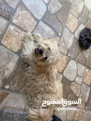 1 كلب مالتيز للبيع