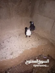  4 متاح طواير حلوات شغلات مكفولات شغل كينه شغل ماشاء الله