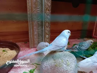 6 متاح  طيور حب مالات بيت والله ابيع شلع وي القفص