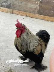  2 جوز كتشينا عمر 11 شهر