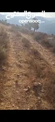  3 ارض للبيع واصل كل الخدمات  على قمع عاليه ومطله في منطقه عطاره المساحه 5 دونم