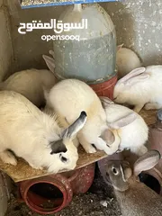  2 يوجد ارانب ذكر وانثى