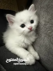  2 قط ابيض شيرازي