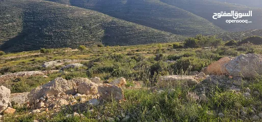  4 قطعة أرض للبيع من أراضي بلدة سنجل منطقة غرابة، مطلة على الساحل، منطقة A، قوشان طابو سلطة مستقل