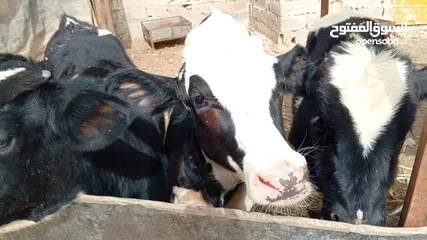  2 عجول عدد ثلاث3 صحه ونظافه