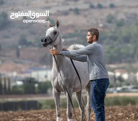  1 Registered purebred Arabian Horses for sale