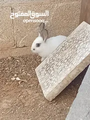  3 ارانب للبيع بسعر مغري