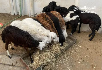  1 ذبائح كباشة مطعومات