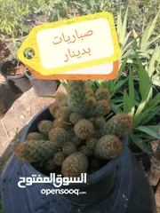  16 اشتال للبيع يتوفر اشتال منوعه وجميله