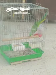  7 ببغاء دره هندي