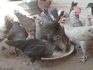  8 فراخ للبيع