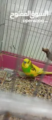  5 للبيع ذكر  طير حب