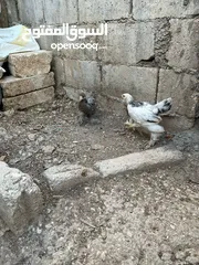  4 فراخ دجاج براهمي جميع الانواع البزرة الاصليه وباكستاني ماخذات جميع المطاعيم