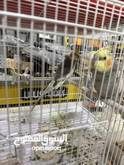  6 عصافير كنار وكوكتيل