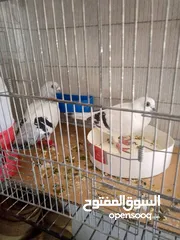  7 حمام للبيع