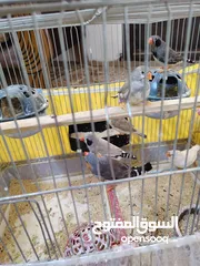  8 مجموعة طيور روز وفشر  للبيع أو البدل