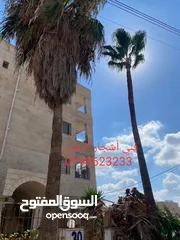  5 فني أشجار النخيل