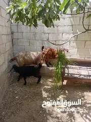  4 عنز ماشاء الله تبارك الرحمن مع سخلات عدد2