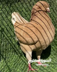  2 حمام المدينه